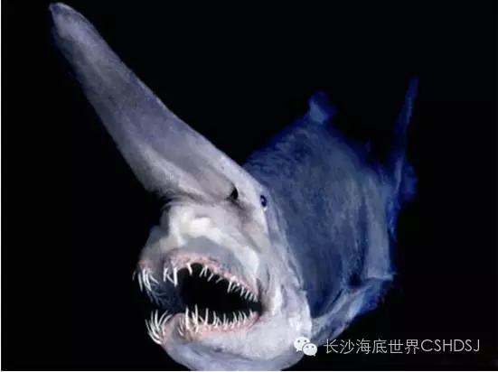 世界上現(xiàn)存十大“老油條”動物，你知道幾種？