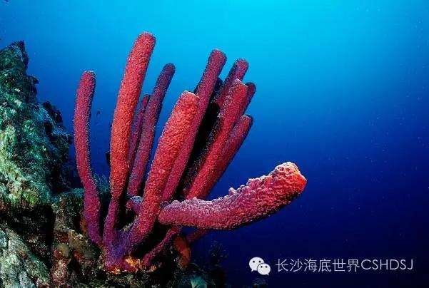 世界上現(xiàn)存十大“老油條”動物，你知道幾種？
