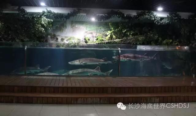 世界上現(xiàn)存十大“老油條”動物，你知道幾種？