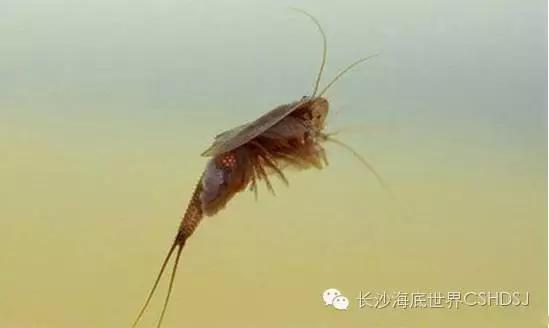 世界上現(xiàn)存十大“老油條”動物，你知道幾種？