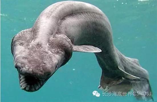 世界上現(xiàn)存十大“老油條”動物，你知道幾種？