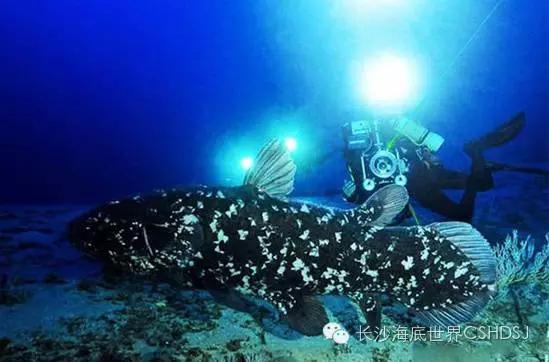 世界上現(xiàn)存十大“老油條”動物，你知道幾種？