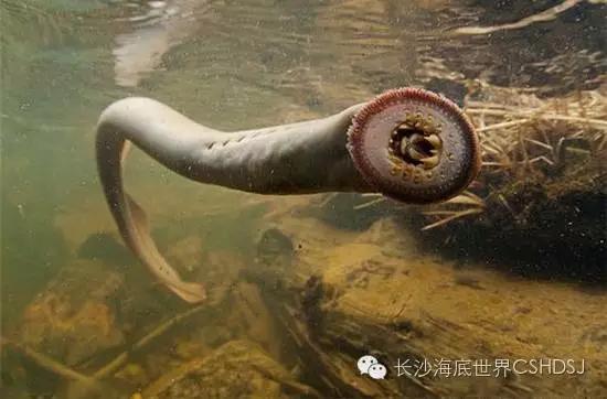 世界上現(xiàn)存十大“老油條”動物，你知道幾種？