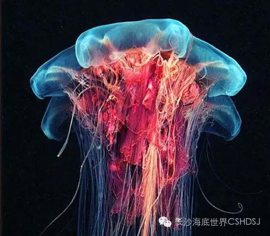 世界上現(xiàn)存十大“老油條”動物，你知道幾種？
