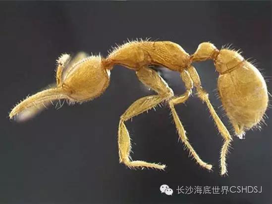 世界上現(xiàn)存十大“老油條”動物，你知道幾種？