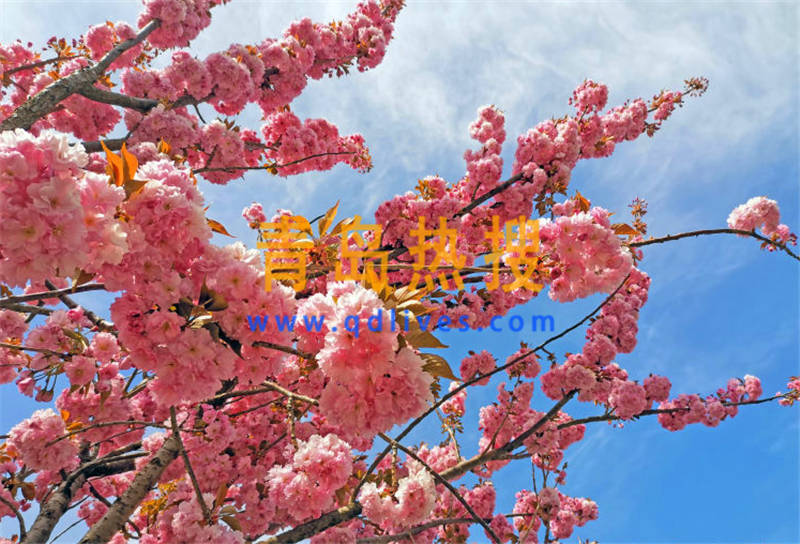 微信截圖_20200422232836.jpg
