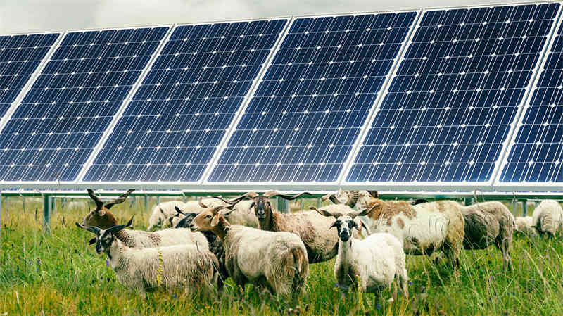 Apple_double-the-number-of-its-Chinese-suppliers-to-renewable-energy_sheep-and-solar-power_10282021_big.jpg.large.jpg