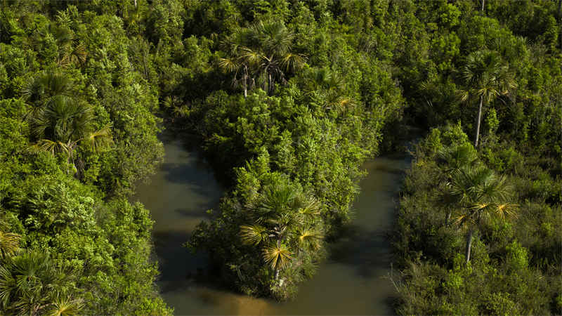 Apple-2030-Brazil-protected-forest-230912.jpg.large_2x.jpg